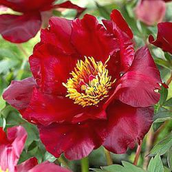 Paeonia Itoh-hybride 'Scarlet Heaven'