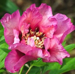 Paeonia Itoh-hybride 'Vision of Sugar Plums'