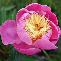 Paeonia lactiflora 'Bowl of Beauty' (LD)