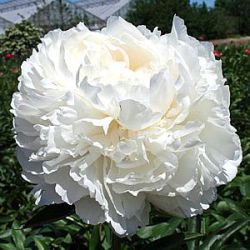 Paeonia lactiflora 'Bowl of Cream'