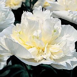 Paeonia lactiflora 'Duchesse de Nemours' (LD)