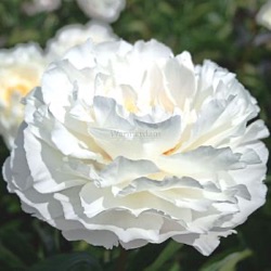 Paeonia lactiflora 'Gardenia'