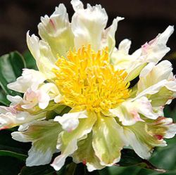 Paeonia lactiflora 'Green Lotus'