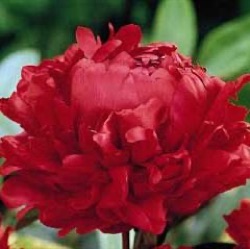 Paeonia lactiflora 'Karl Rosenfeld'