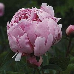 Paeonia lactiflora 'Sarah Bernhardt'