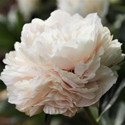 Paeonia lactiflora 'Solange'