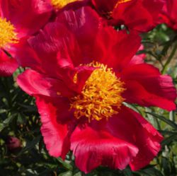 Paeonia 'Merry Mayshine'