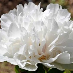 Paeonia suffruticosa 'Bai Xue Ta'