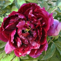 Paeonia suffruticosa 'Bai Yuang Hong Xia'