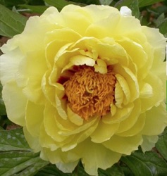 Paeonia suffruticosa 'High Noon' ('Hai Huang')