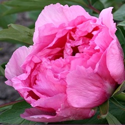 Paeonia suffruticosa 'Rou Fu Rong'