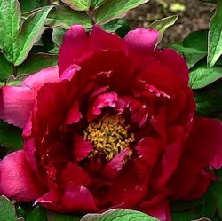 Paeonia suffruticosa 'Wu Jin Yao Hui'