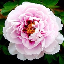 Paeonia suffruticosa 'Yue Gong Zhu Guang'