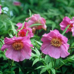 Paeonia veitchii