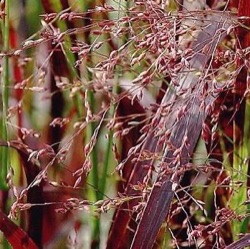 Panicum virgatum 'Cardinal' ®