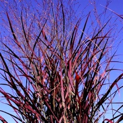 Panicum virgatum 'Hot Rod' ®