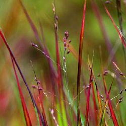 Panicum virgatum 'Shenandoah'