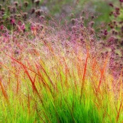 Panicum virgatum 'Squaw'