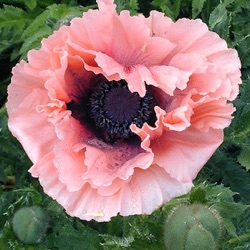 Papaver orientale 'Aglaja'