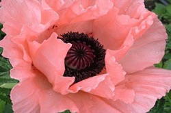 Papaver orientale 'Prinzessin Victoria Louise'