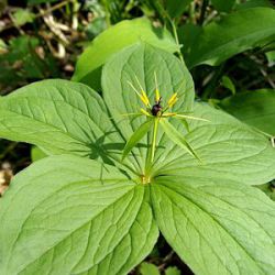 Paris quadrifolia