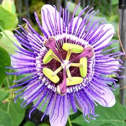 Passiflora 'Purple Haze'