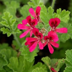 Pelargonium 'Filbert' ('Concolor Lace')