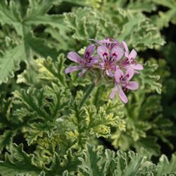 Pelargonium graveolens 'Lady Plymouth'