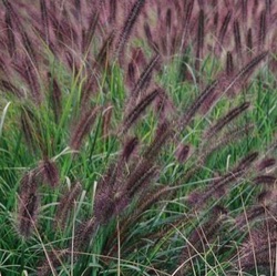 Pennisetum alopecuroides 'Moudry'