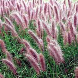 Pennisetum alopecuroides 'Red Head'