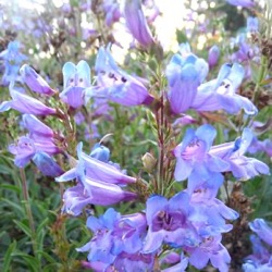 Penstemon 'Catherine de la Mare'