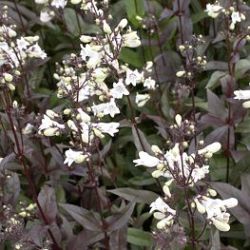 Penstemon digitalis 'Husker Red'