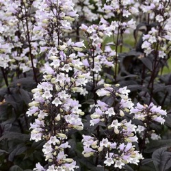 Penstemon digitalis 'Onyx and Pearls' ®