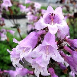 Penstemon digitalis 'Pocahontas' ®