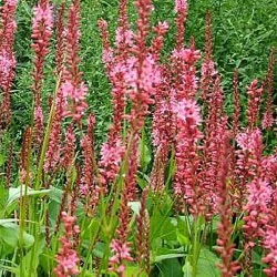 Persicaria amplexicaulis 'Orangefield' ® (Bistorta)