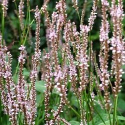 Persicaria amplexicaulis 'Pink Mist'