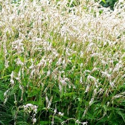 Persicaria amplexicaulis 'White Eastfield'