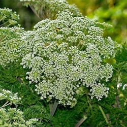 Peucedanum rablense