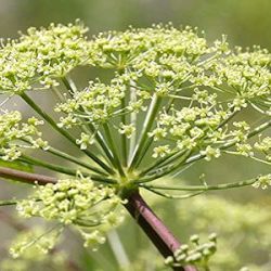 Peucedanum verticillare