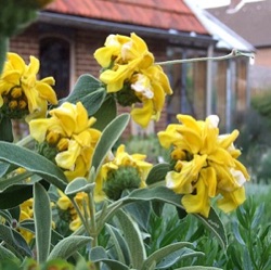 Phlomis bourgaei