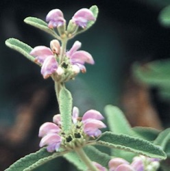 Phlomis italica