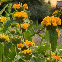Phlomis monocephala