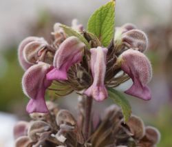 Phlomis samia