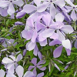Phlox divaricata 'Clouds of Perfume'