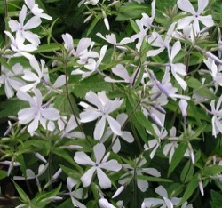 Phlox divaricata 'May Breeze'