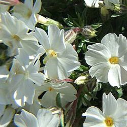 Phlox douglasii 'White Admiral'