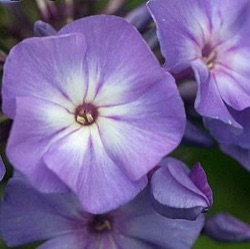 Phlox paniculata 'Blue Boy'