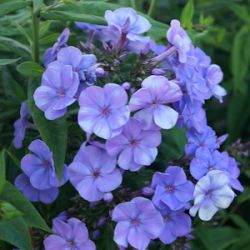 Phlox paniculata 'Sweet Summer ® Ocean'™