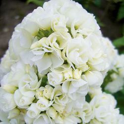 Phlox paniculata 'Tiara' ®
