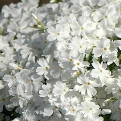 Phlox subulata 'Maischnee' ('Snow Queen')